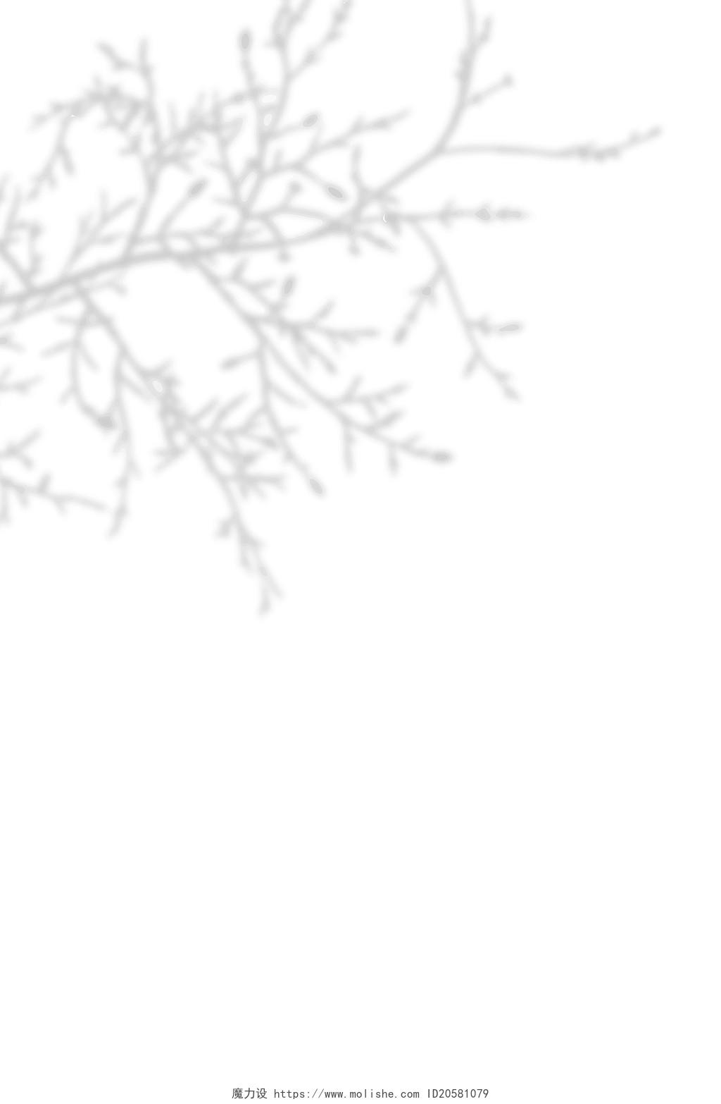 白色简约大气植物叶子树枝影子自然光影海报背景自然光影海报  